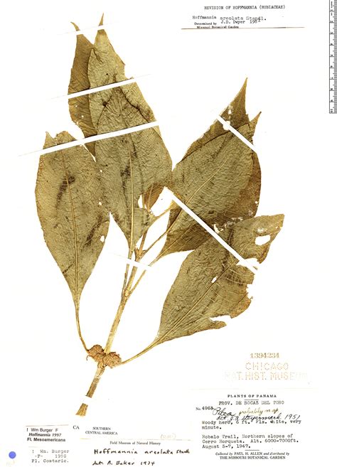 Hoffmannia areolata | Rapid Reference | The Field Museum