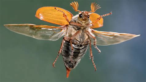 Meet the Beetles - NWF | Ranger Rick