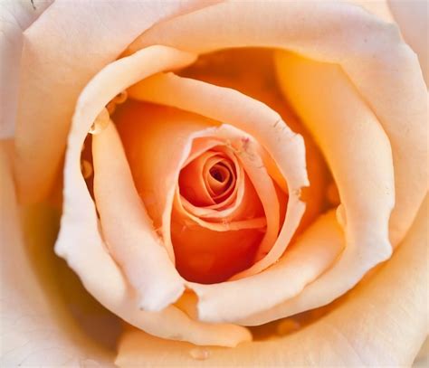 Premium Photo | Beautiful yellow rose