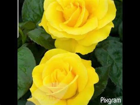 Les plus belles roses du monde - YouTube