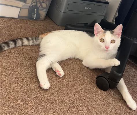 Is she a turkish van? She’s 5 or 6 months old. Her markings seem like