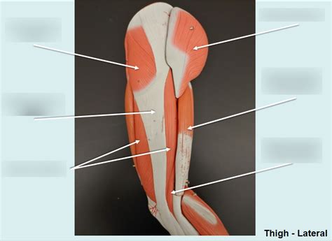 Thigh- Lateral Diagram | Quizlet