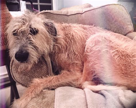 295 best r/irishwolfhound images on Pholder | Good morning from Macy