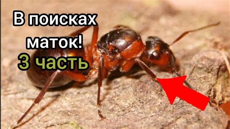 В поисках маток 3 часть. Поднятие Formica Rufa. - YouTube