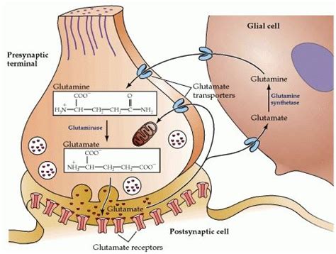 figure  glutamate synthesis  cycling  neurons  glia