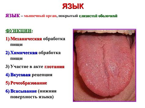Строение пищеварительной системы (дополнение) - online presentation