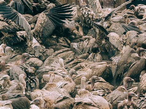 Sky Burial Ceremonies