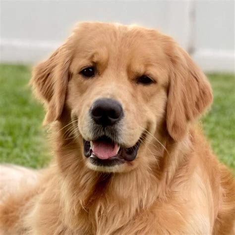 Pets911 - Pets911