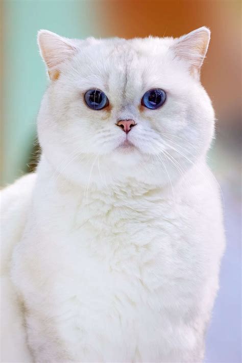 White Cat The Face