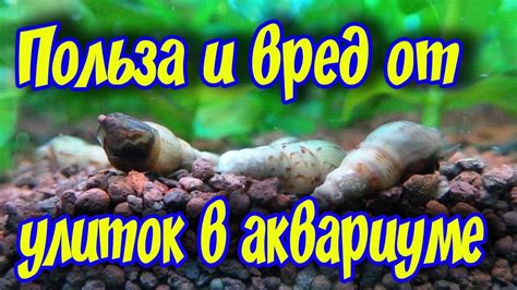 УЛИТКИ В АКВАРИУМЕ, хорошо это или плохо! Преимущества и недостатки ...