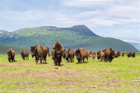 Wood Bison Facts, Habitat, Diet, Life Cycle, Pictures