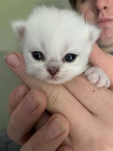 Chinchilla Persian Origins - Romali