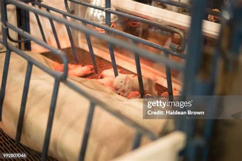 60 Farrowing Crate Stock Photos, High-Res Pictures, and Images - Getty ...