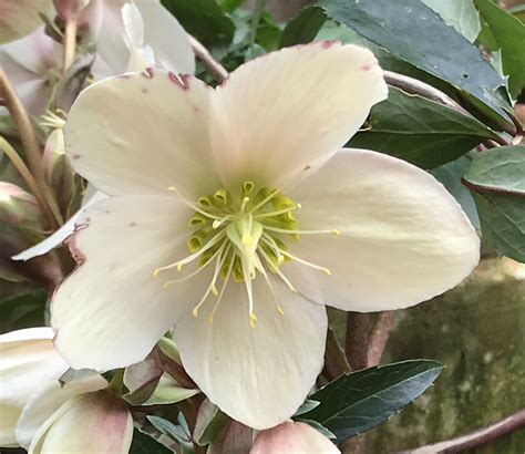 Helleborus niger – thephilosophergardener