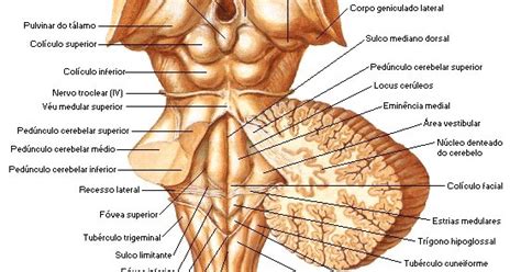 Fissura Mediana Anterior Bulbo