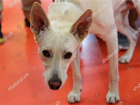 Mixedbreed Dog Umka Pictured During Setting Editorial Stock Photo ...