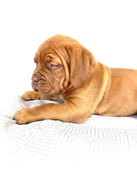 Eaglehall Dogue De Bordeauxs - Puppy Choices