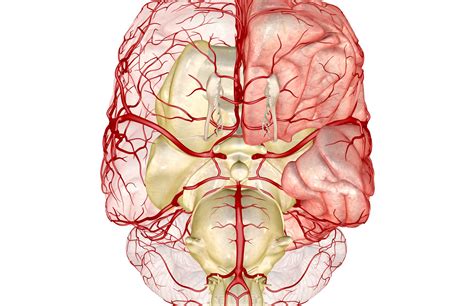 Posterior Communicating Artery: Anatomy, Function