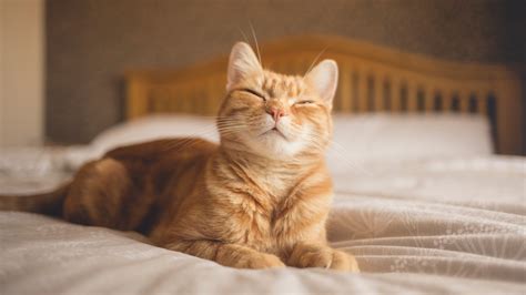 6 cat sleep positions: What they tell you about your kitty | PetsRadar