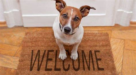 Why is it Important to Acclimate Your Dog in a New Setting? - My Love ...