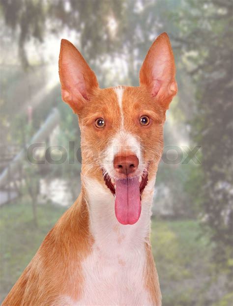 Beautiful spanish hound | Stock image | Colourbox