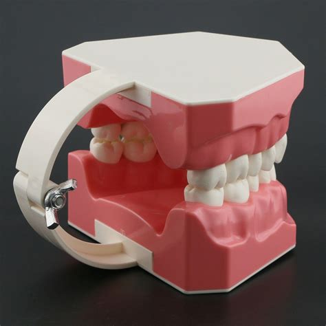 Dental Model Brushing Flossing Practice Teeth Typo... – Grandado