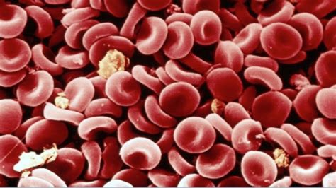 human cells