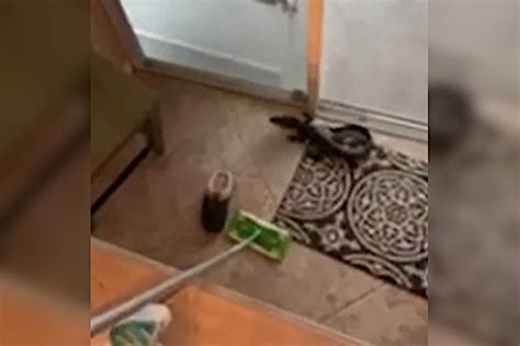 Woman Coaxes Baby Alligator Out of Home With Swiffer Duster - Wide Open ...