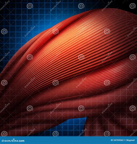 Muscle Pain Line And Solid Icon, Body Pain Concept, Muscle Ache Sign On