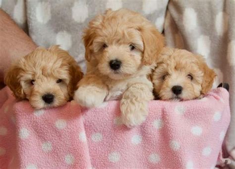 Cutest Maltipoo Pictures | Cute Photos of Maltipoos