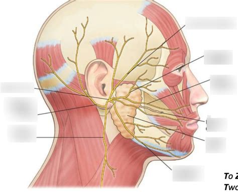 facial nerve anatomy quiz  isabel baldwin blog