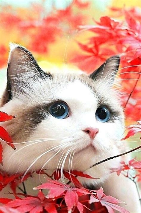 Фото 927498842495 из альбома Кошки (не более 2-х фото). Смотрите в ...