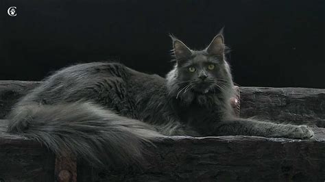 Видео мейн-куна окрас голубой солид (a) Candycoon's Katie в 11 месяцев ...