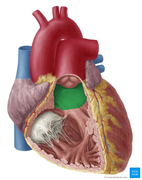 Internamente Podemos Distinguir Átrios De Ventrículos Pois Esses Últimos Têm - Ventrículos do coração: Anatomia, função, características | Kenhub