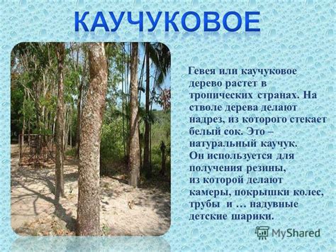 Презентация на тему: "Листья шелковицы белой служат кормом личинок ...