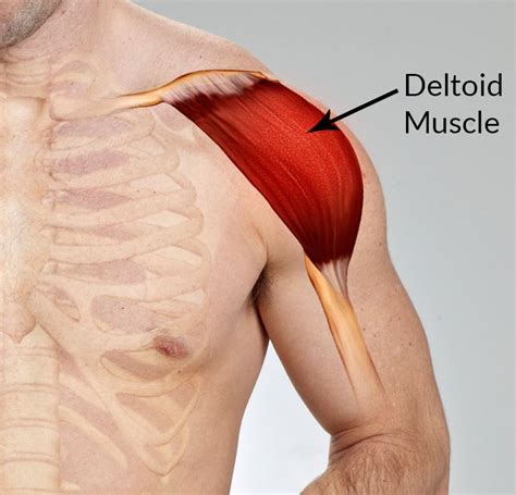 What Are The Functions Of The Deltoid Muscle In Humans?, 40% OFF