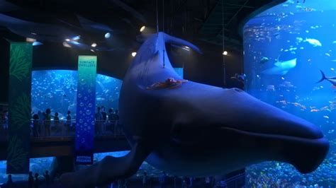 Where Is The Marine Life Institute? Fans Want To Visit The 'Finding ...