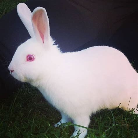 Aleena on Instagram: “Love this little guy #bunny #albino #stewart # ...