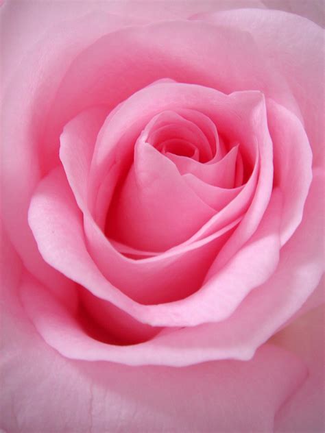 Blossom In Life - Medium