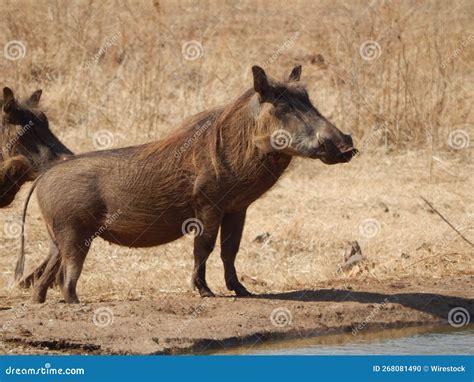 Common Warthog in Its Natural Habitat Stock Photo - Image of wildlife ...