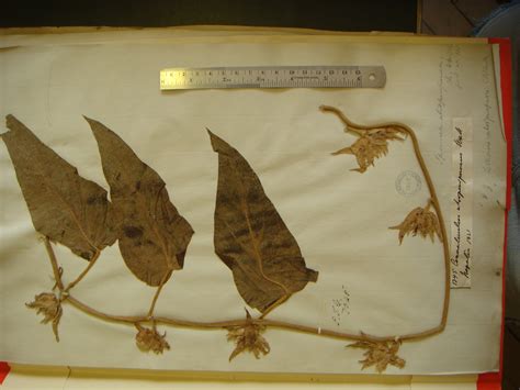 Argyreia atropurpurea | Convolvulaceae Unlimited