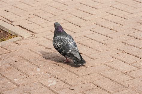 Types Of Pigeons 2