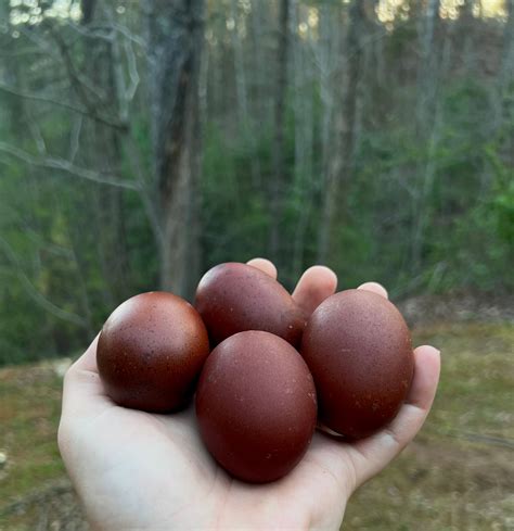 Black Copper Marans Hatching Eggs – Mockingbird Homestead