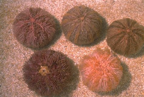 Pink Sea Urchin - The Australian Museum