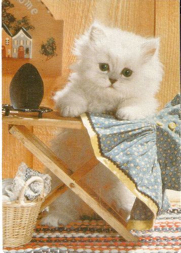 ironing | Cats and kittens, Cats, Kittens