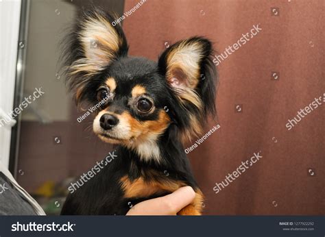 656 Long Haired Russian Toy Terrier Images, Stock Photos & Vectors ...