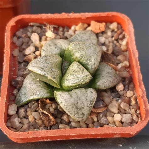 haworthia splendens cvaudrey cactus shop