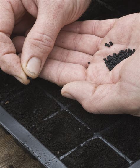 When to plant onion seeds - tips from an experienced grower | Homes and