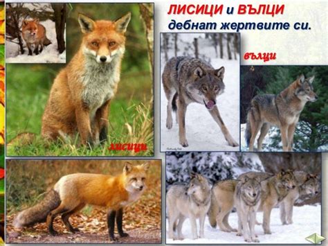 Животните на сушата - ЧП,-3-клас,-Булвест