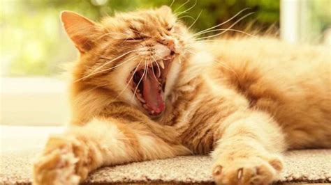 Orange Tabby Cat Facts: 13 Surprising Things You Might Not Know - FurBallFun